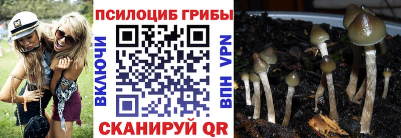 Псилоцибиновые грибы Psilocybe Домодедово